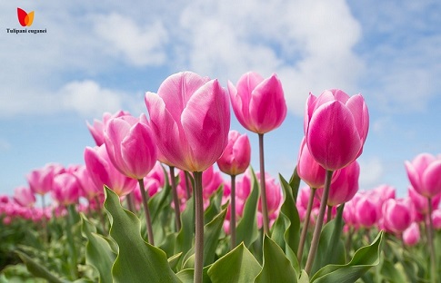 Tulipani Colli Euganei